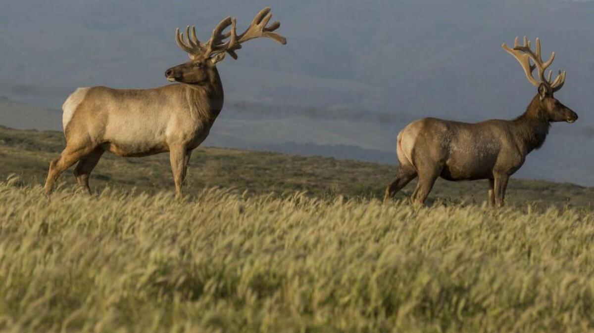 Tule elk, a subspecies related to Washington State’s Roosevelt elk, are making a comeback in the San Francisco Bay Area.