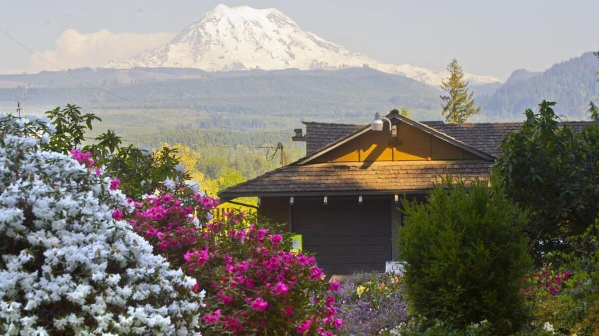 Rhododendron flowers frame part of the Chase house with Mount Rainier in the background in Orting in 2013.