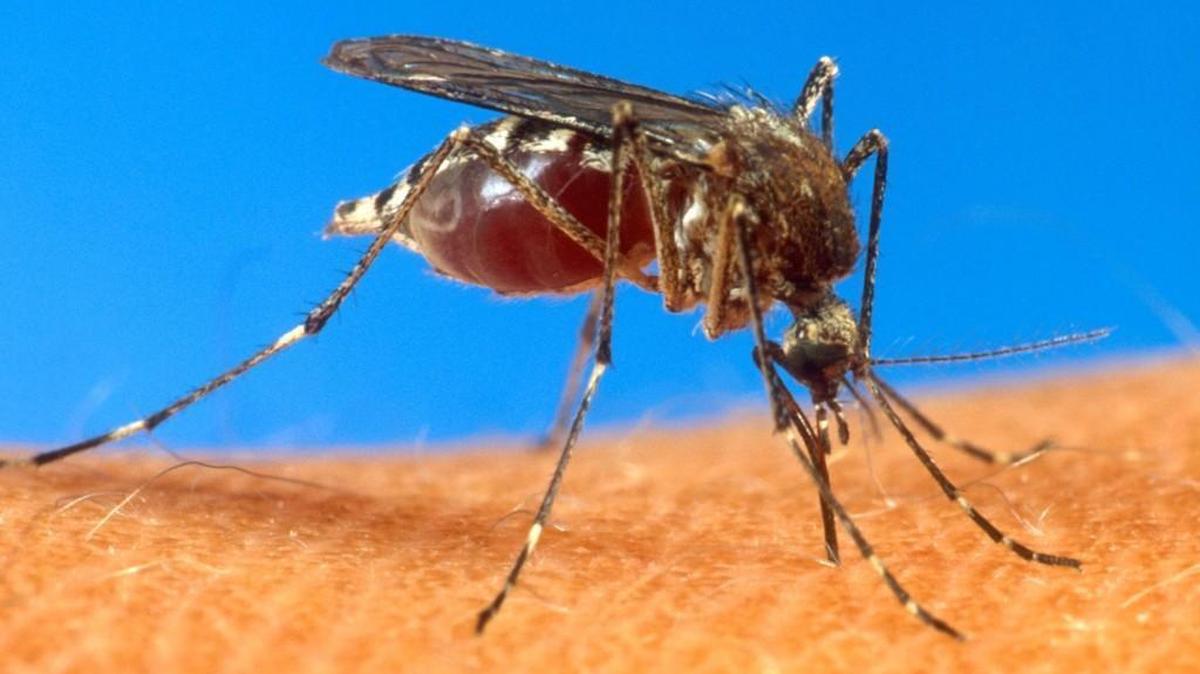 An aedes aegypti mosquito is shown on human skin this photo from the U.S. Department of Agriculture.