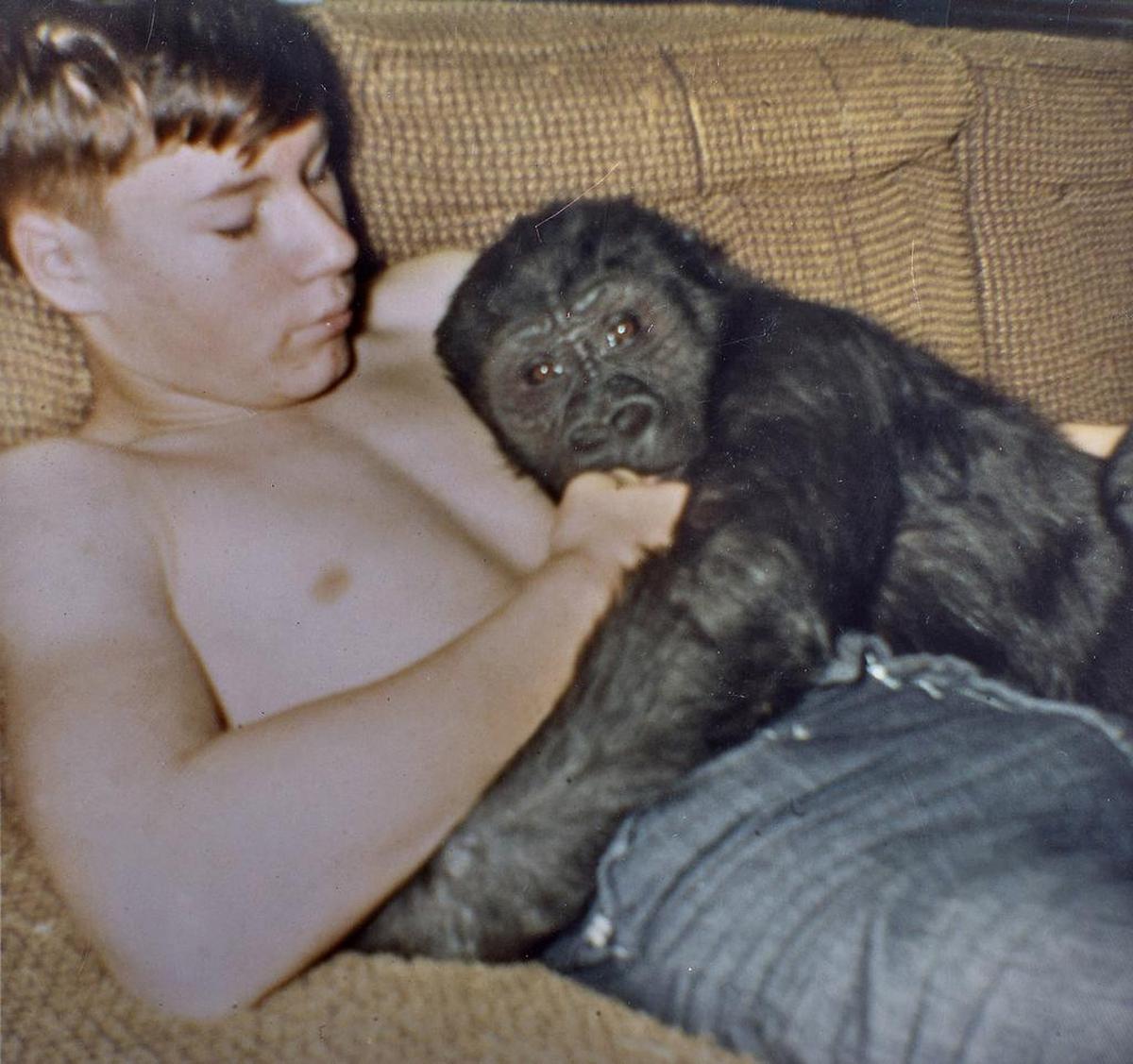 File Photo: Larry Johnston was a best friend, playmate and big brother to Ivan the Gorilla in the three years Tacoma’s favorite western lowland gorilla lived in the family’s south Tacoma home. Johnston said he would often wake up with a eager Ivan sitting and pounding on his back.