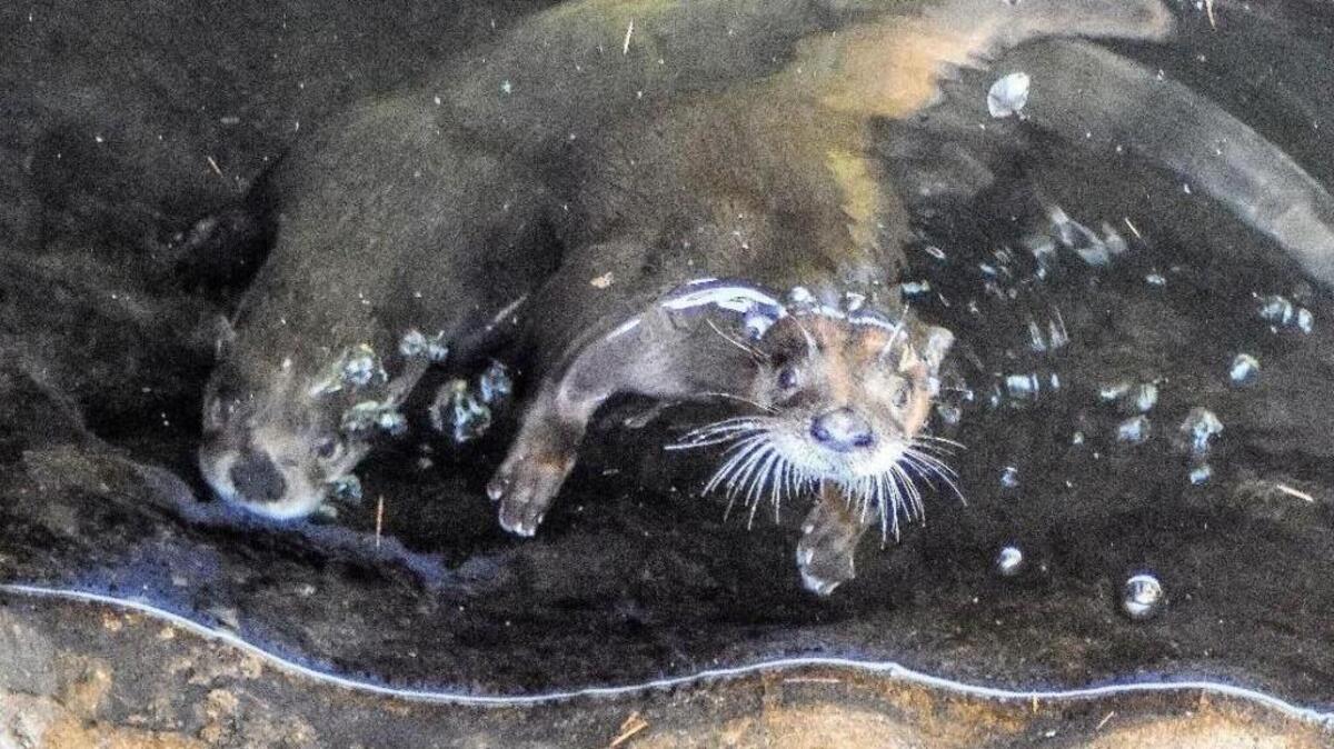 Two newly arrived North American river otters get accustomed to their new home in the wetlands area at Northwest Trek Wildlife Park.