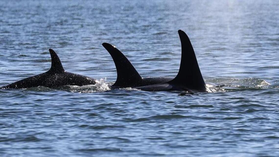 Washington state joins fight against changes to the Endangered Species Act