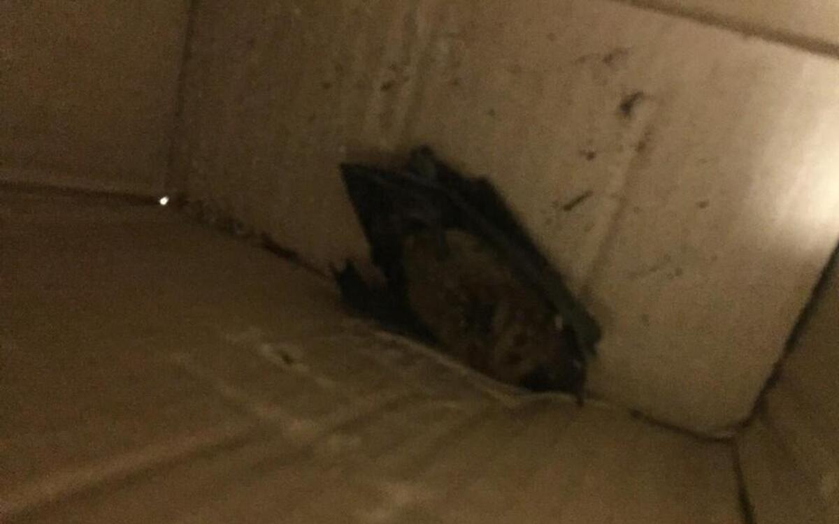 This rabid bat bit Anthony Gantt, who killed it with a hammer.