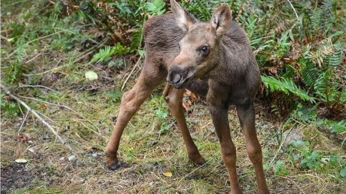 
The new moose calf at Northwest Trek has been named Willow.
