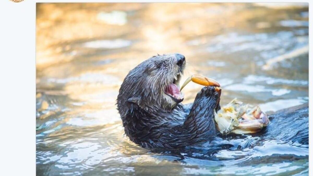 It’s Sea Otter Awareness Week and zoos and aquariums are promoting the occasion by flooding the internet with cuteness.