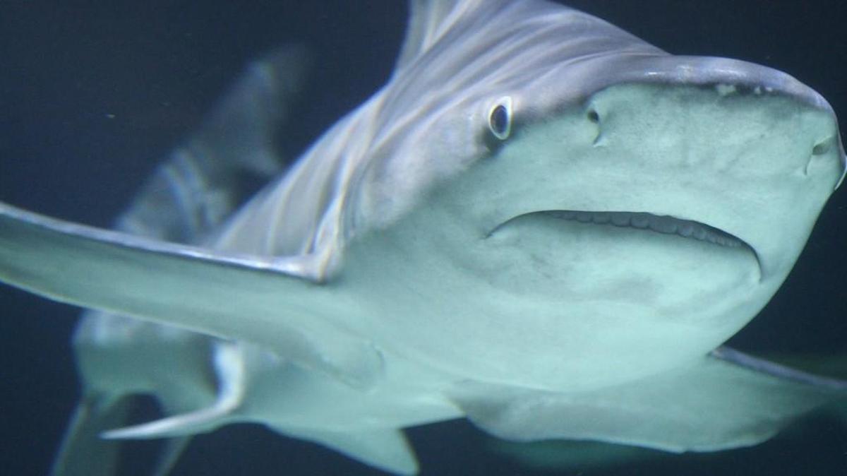 A sandbar shark bit the finger of a diver doing maintenance at Point Defiance Zoo & Aquarium Monday. In this file photo, one of the zoo’s three sandbar sharks swims in February at the zoo.