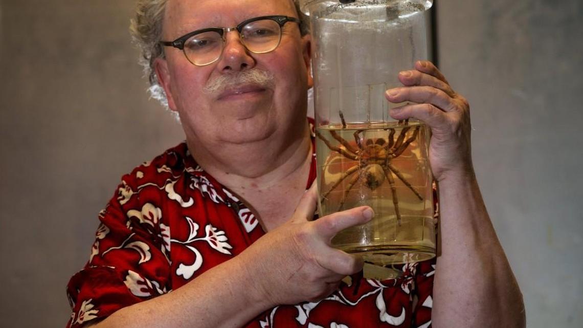 Rod Crawford, spider expert at the Burke Museum, holds a Goliath Bird Eater (Theraphosa blondi), which hitched a ride to Seattle from Cuba on some produce. This is a smallish example of a Goliath, the largest spider species in the world by mass and size. No, they don’t eat birds.