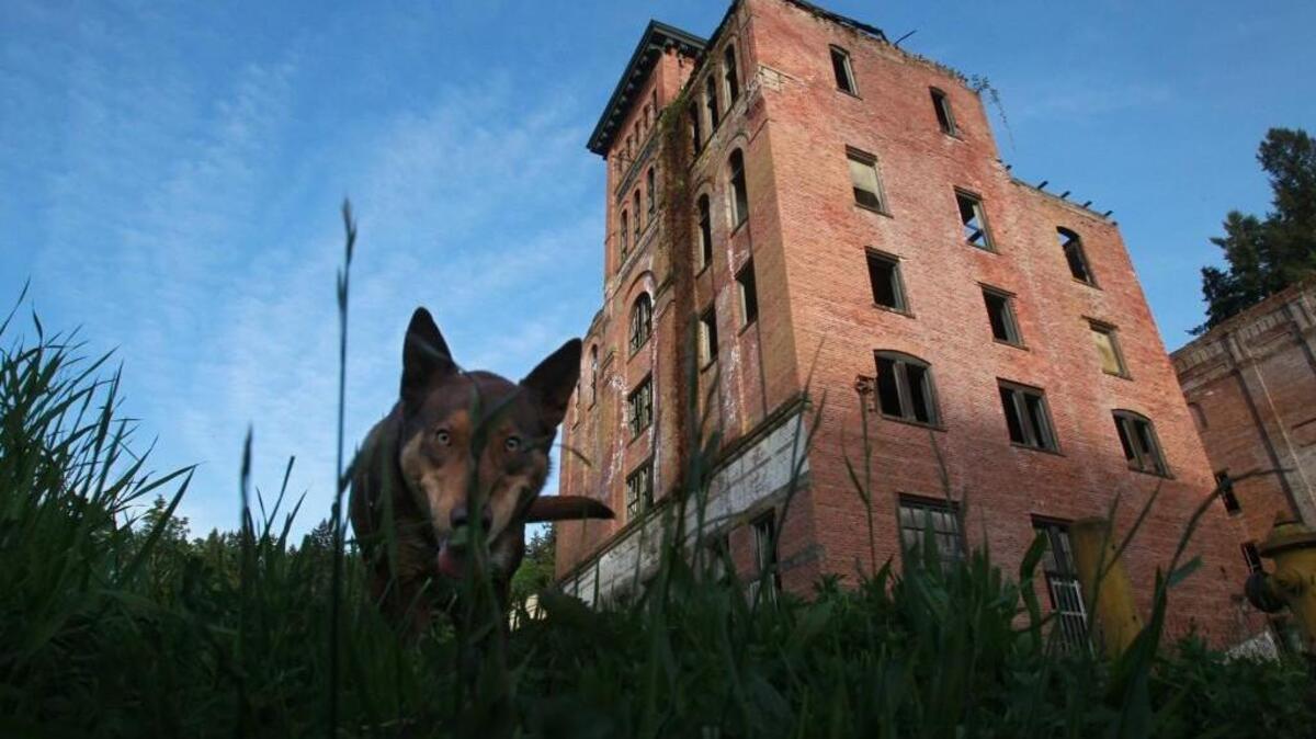 Ruger the watchdog keeps watch outside the historic Tumwater Brewery on Wednesday, May 14, 2014.