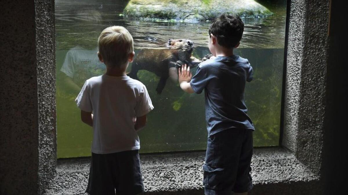 
A curious beaver says hi to two boys during a July visit to Northwest Trek Wildlife Park north of Eatonville.

