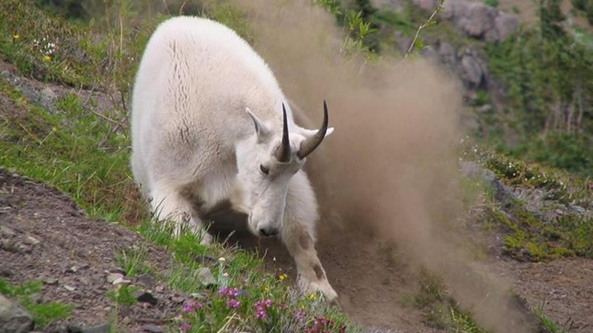 A mountain goat traverses a slope at Olympic National Park.