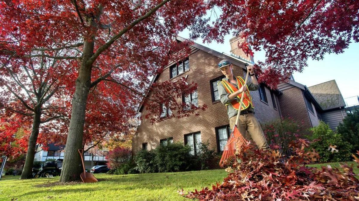 Raking up nature’s remains, the one downside of fall color, is considered “job security,” says Ryan Banwoth, student supervisor for groundskeeping at the University of Puget Sound. Banworth says keeping up with the mature trees on campus is a never-ending task that he doesn’t mind. “Got to get them up before they clog the municipal drains,” he says.
