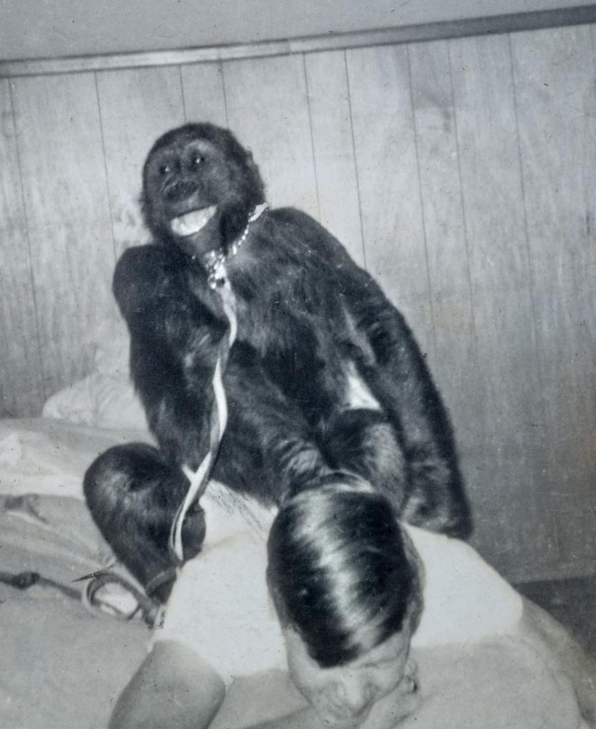 File Photo: Larry Johnston was a best friend, playmate and big brother to Ivan the Gorilla in the three years Tacoma’s favorite western lowland gorilla lived in the family’s south Tacoma home. Johnston said he would often wake up with a eager Ivan sitting and pounding on his back.