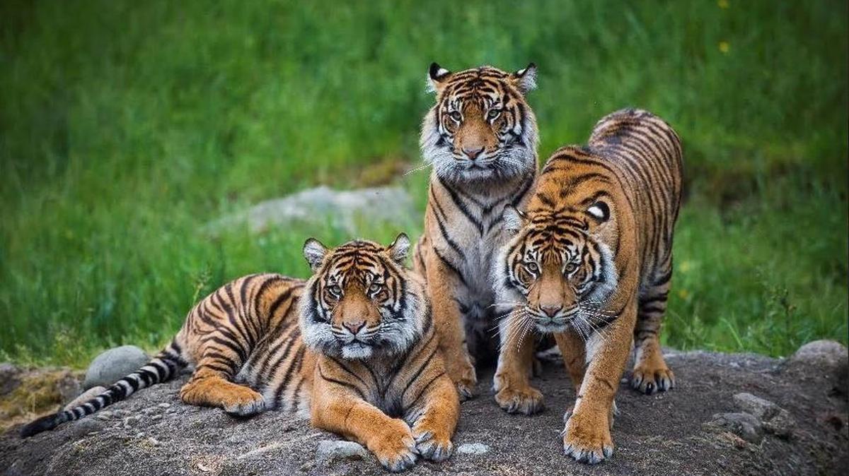Sumatran tiger sisters Kirana, Dari and Indah.