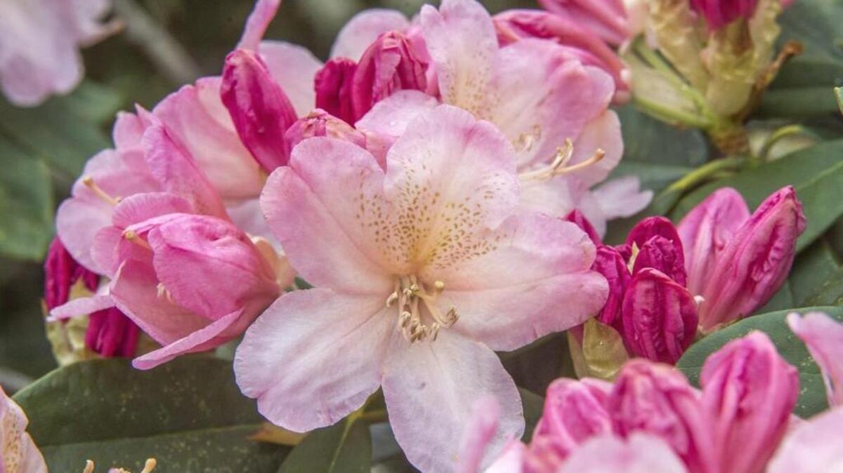 Grow rhododendrons on the north or east side of the house where they will be shaded from the hot afternoon sun.