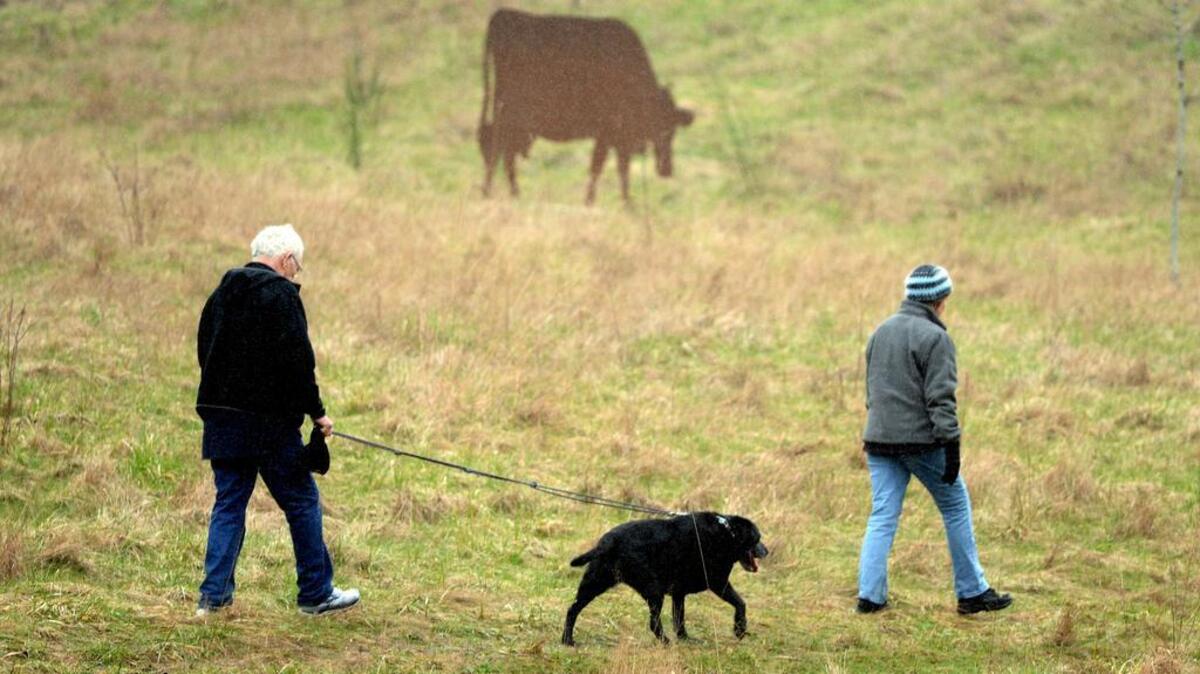 Walkers pass one of the iconic cows at Sehmel Homestead Park in 2014. Parks Appreciation Day is coming up.