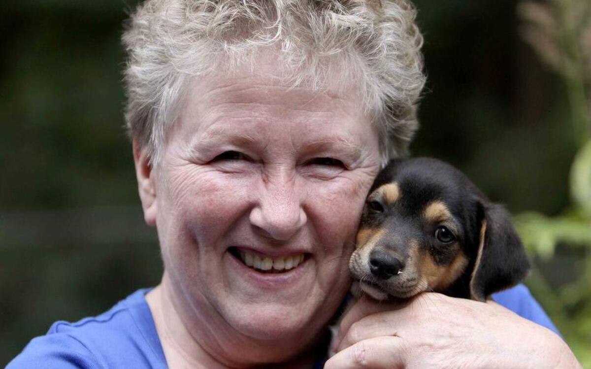 
Sherette Main, president of CHEW Dog Rescue, helps in-between home animals like this Dachsund/Terrier mix puppy. Three of the litter are currently living at the Gig Harbor home of Gloria Stewart until they can be adopted. 
