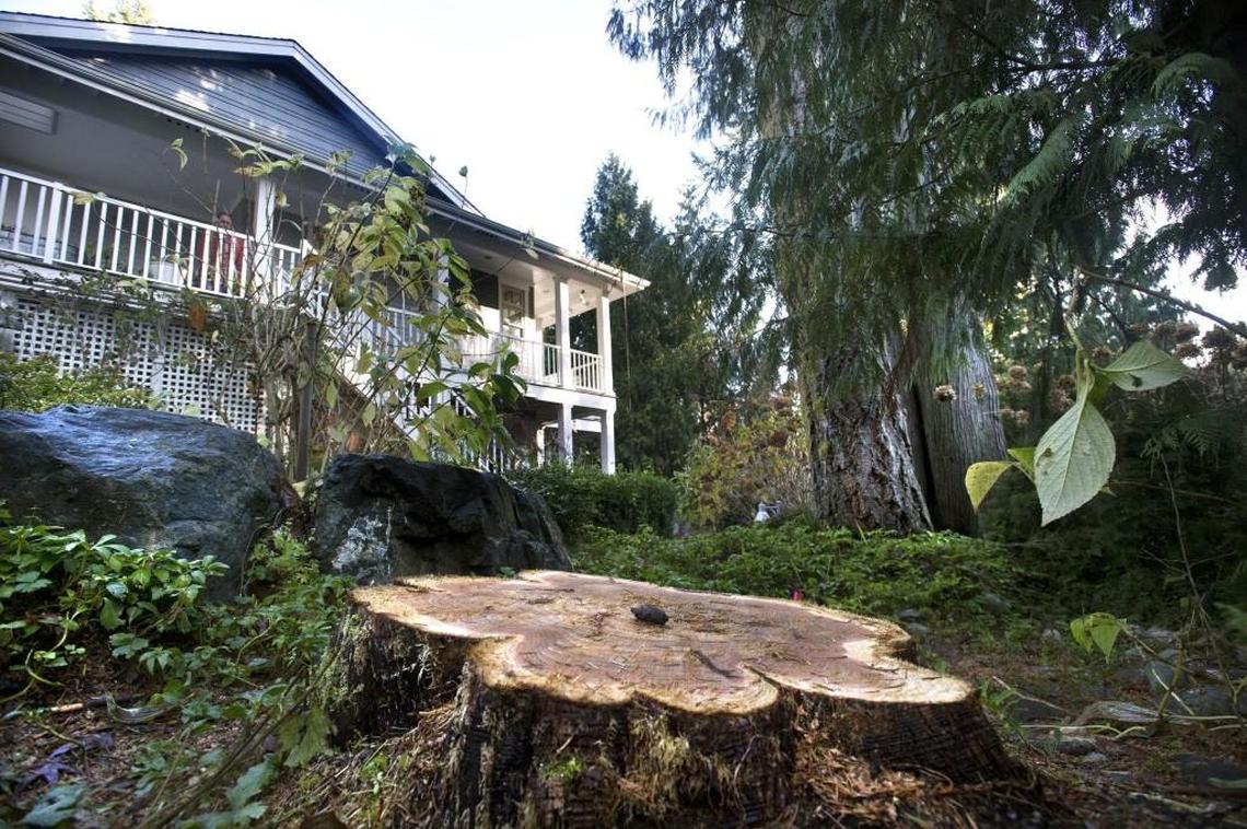 Cutting down this nuisance tree between their and their neighbor’s homes in the Canterwood neighborhood of Gig Harbor has landed John and Kathy Arroyo in hot water with their homeowners association.