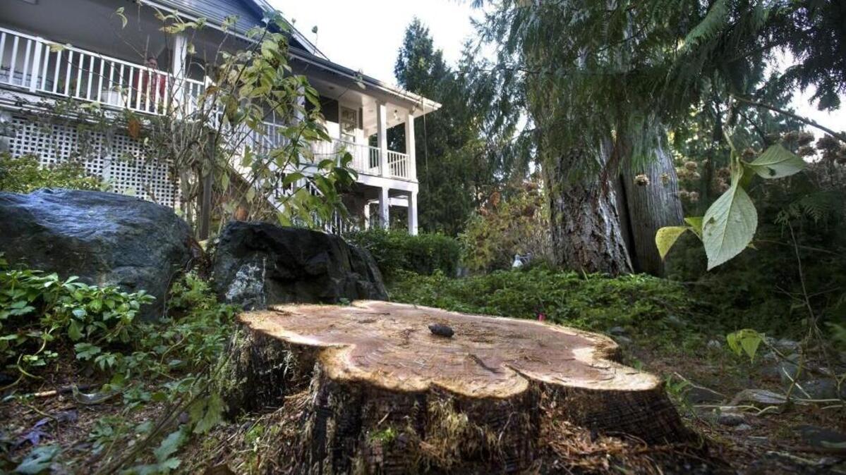 Cutting down this nuisance tree between their and their neighbor’s homes in the Canterwood neighborhood of Gig Harbor has landed John and Kathy Arroyo in hot water with their homeowners association.