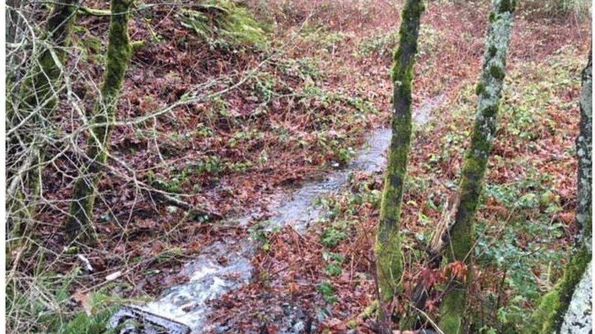 A shallow, seasonal creek flows down parallel to Shirley Avenue into the Donkey Creek Estuary in Gig Harbor. The stream is too small and shallow for fish but could be considered a watershed that provides breathing water to the salmon in the harbor.