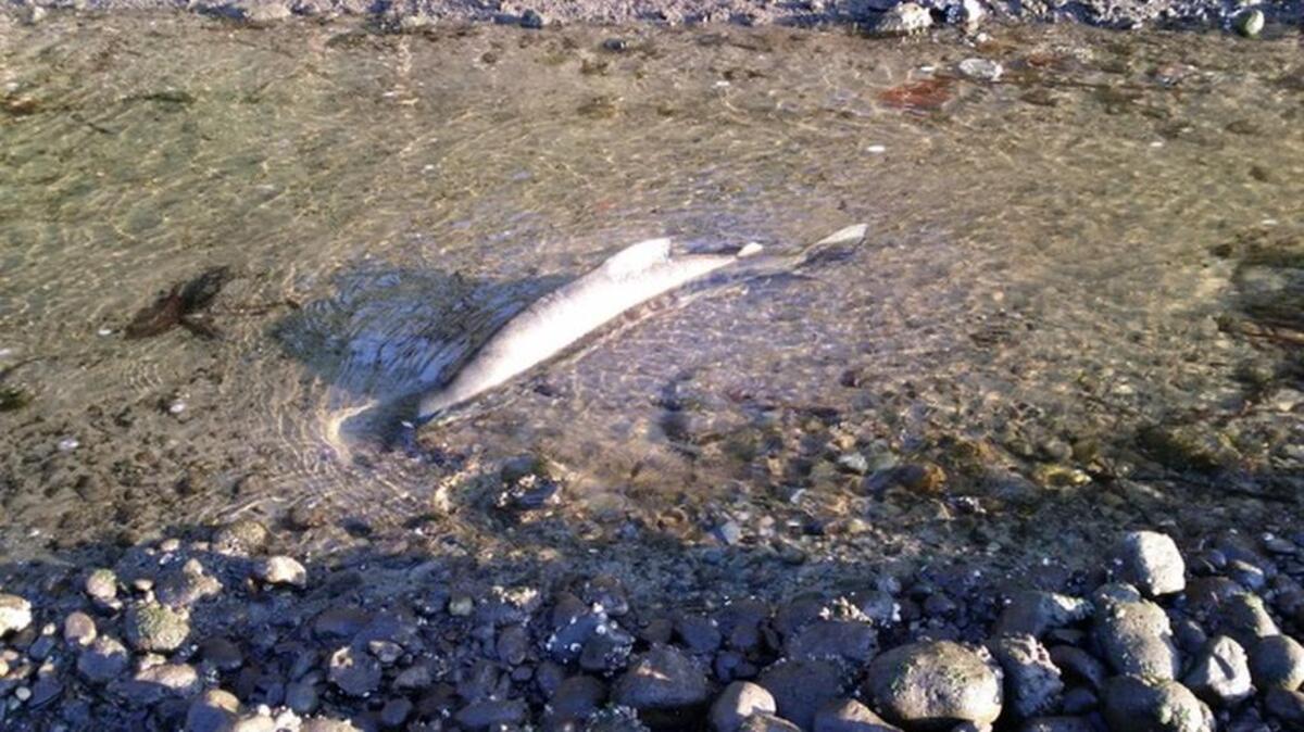 This year’s Donkey Creek Chum Festival, scheduled for Nov. 18, was moved from September because it corresponds better with chum salmon returning to Gig Harbor Bay.