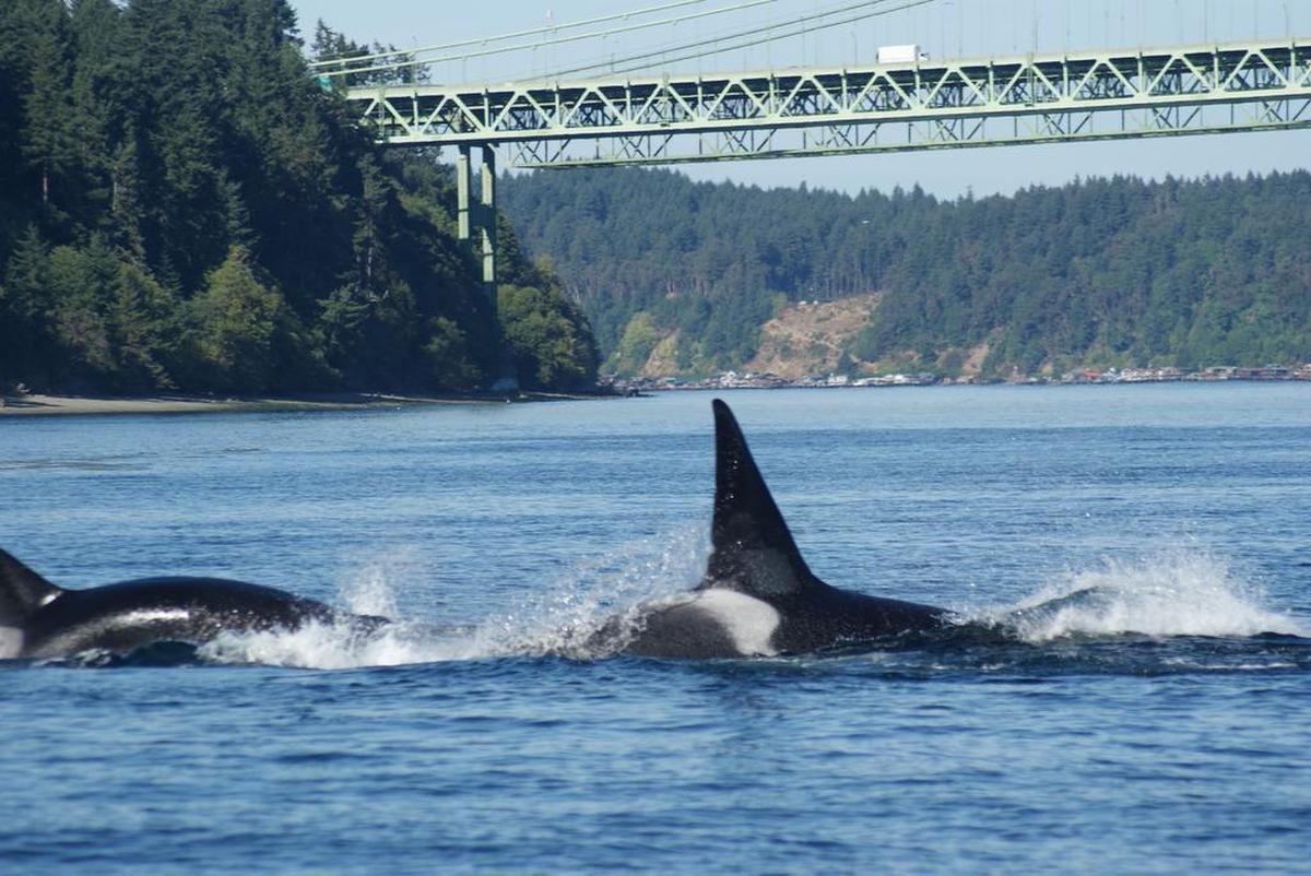Fox Island resident Cheryl Nelson came across a pod of orcas while boating between Fox Island and Hale Passage earlier this month.