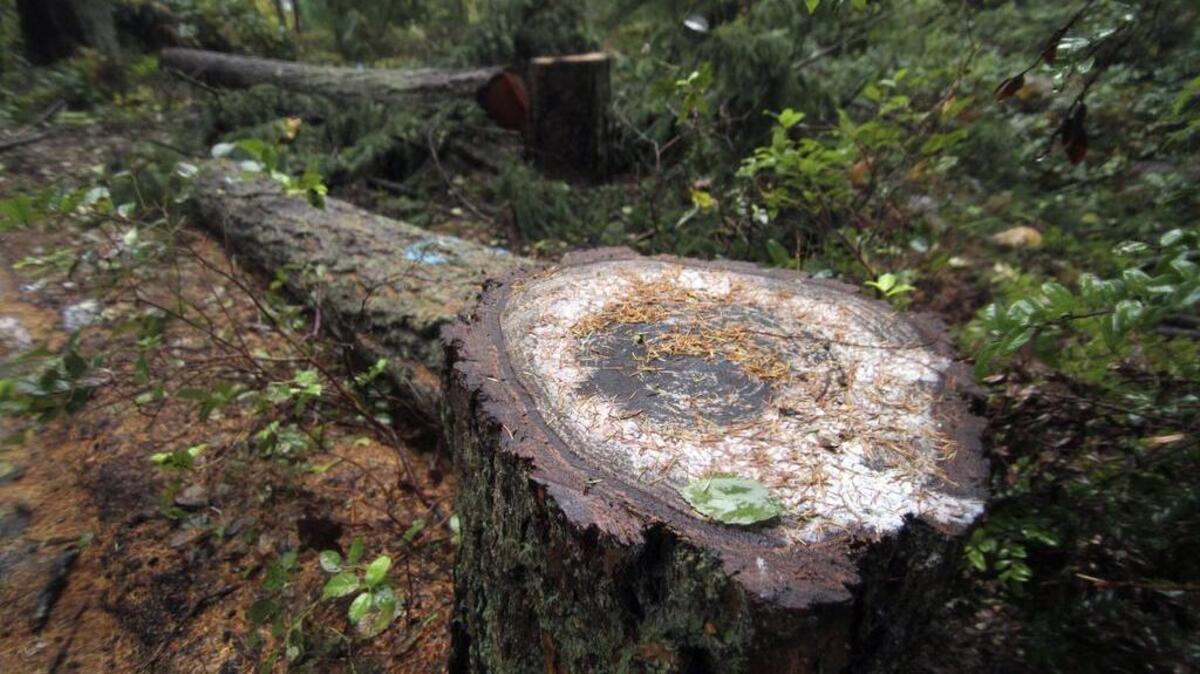 Recently cut diseased trees await removal inside of Grandview Forest Park.