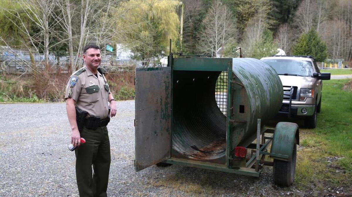 Although Gig Harbor’s bear trailer is more than 30 years old, Sgt. Ted Jackson of the Washington Department of Fish and Wildlife says after preparing the bear trailer for use, it will still get the job done. The trap will be placed in the Kopachuck area, where most of the bear sightings and complaints have come from.