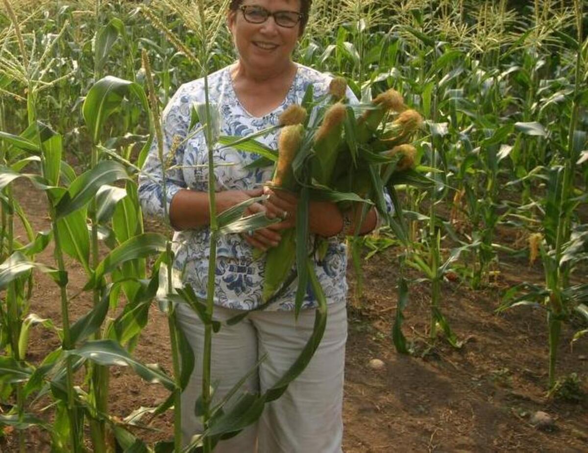 
Janet Flexer holds an armful of corn while harvesting Aug. 12 at the Morford property.
