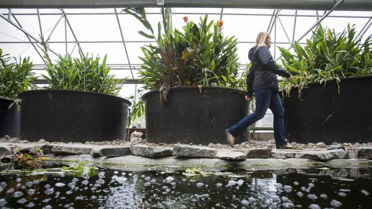 Diane Jackson, who does marketing and development with the YMCA, walks through the Living Machine, a treatment facility that’s a large greenhouse which treats the camp’s wastewater at Camp Seymour on the Key Peninsula. The machine will make its debut on the Key Peninsula Farm Tour circuit this year.