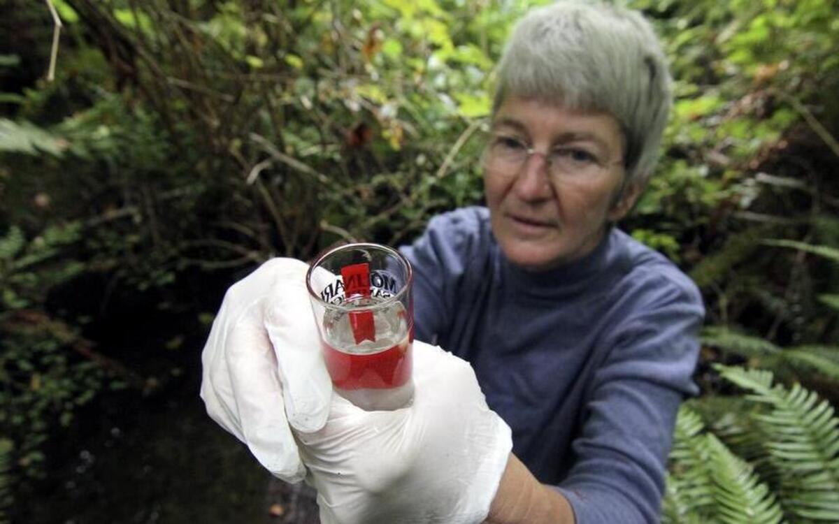 
The stream team has volunteers in the Key Peninsula, Gig Harbor and Islands Watershed area. In that area, which covers the two peninsulas as well as Anderson Island, stream team monitors 24 streams. The Mark Dickson stream, monitored by Dillon, has three points along Whitmore Drive.

