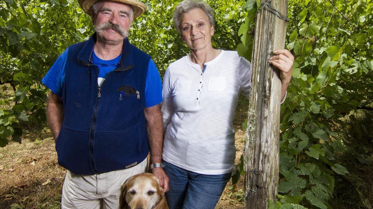 Claude and Claudia Gahard moved out to the Key Peninsula in 1992 and started Trillium Creek Winery. The couple splits the labor, with Claude handling the winemaking and giving visitors tastings and Claudia doing all the “outside work” of maintaining the grapes and leading vineyard tours along with Champ — or Champagne — a rescued 13-year-old golden retriever-bloodhound mix who is her constant and faithful companion and the winery’s mascot.