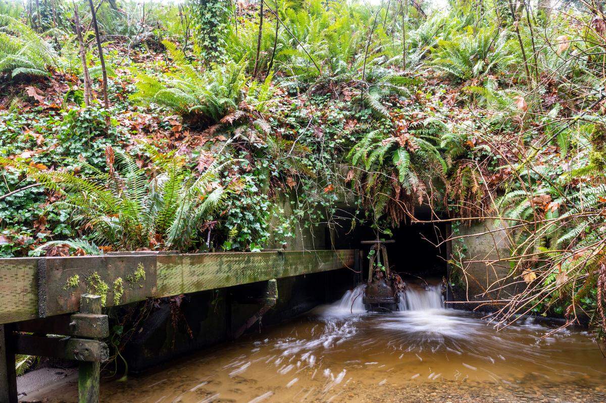 Water from Donkey Creek spills through a culvert underneath Harborview Drive in Gig Harbor on Monday afternoon.