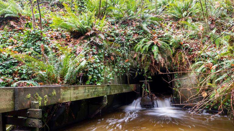 Will controversial salmon hatchery be cut from Pierce County culvert project?
