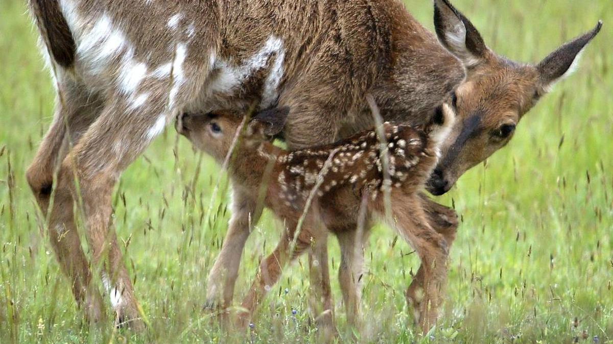 A mother deer nuzzles her newborn fawn in a Gig Harbor field. After a beloved neighborhood deer was shot and killed in city limits in October, city officials passed a new ordinance that makes it illegal to hunt in Gig Harbor.