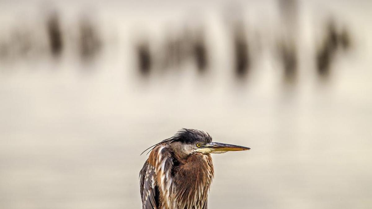 A blue heron passes the time on an old pylon by the Old Town Dock in Tacoma. Recently released studies conclude that there is no active nesting by great blue herons at the Haub property located at the corner of Harborview Drive and Soundview Drive in downtown Gig Harbor.