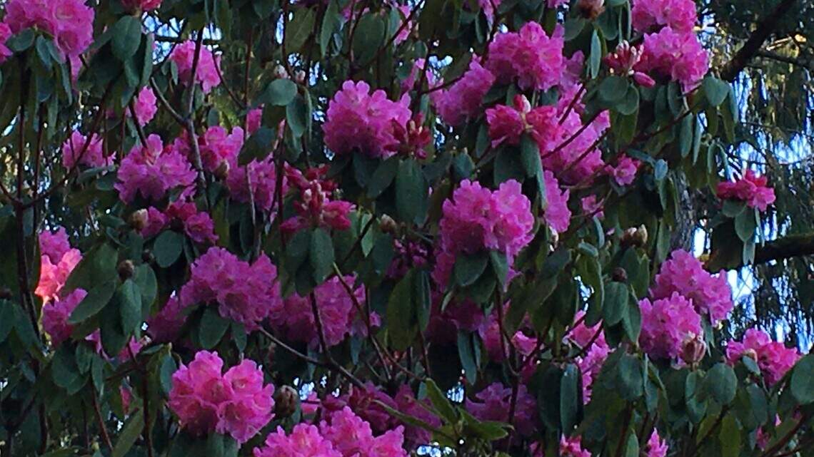 Forcing forsythias, primroses in pots, and a song on the range