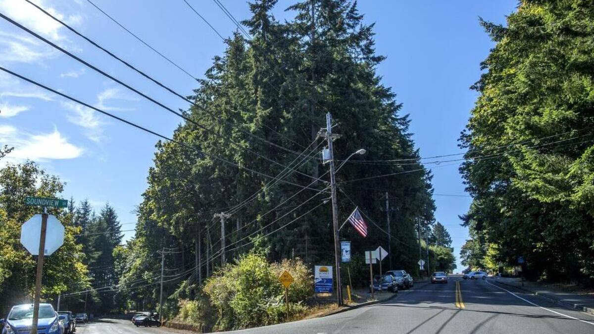 The grove of trees, center, on the corner of Soundrview Drive and Harborview Drive could be clear cut and developed into apartment/condo housing.