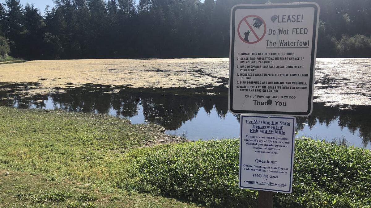 Fishing regulation changes at Bradley Lake in Puyallup means not just anyone can fish there anymore. July 27, 2018