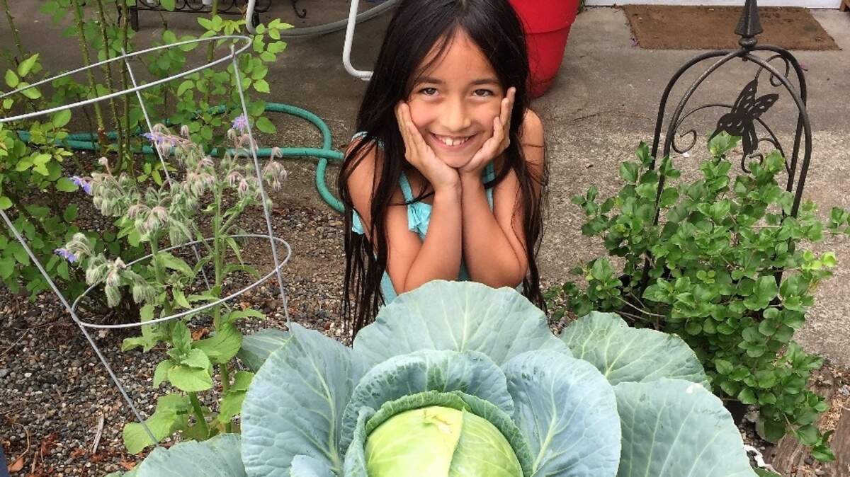 Isabella Greinke, 10, was selected as the Washington state winner of the National Bonnie Plants Cabbage Program for growing a 4.6-pound cabbage in her yard.