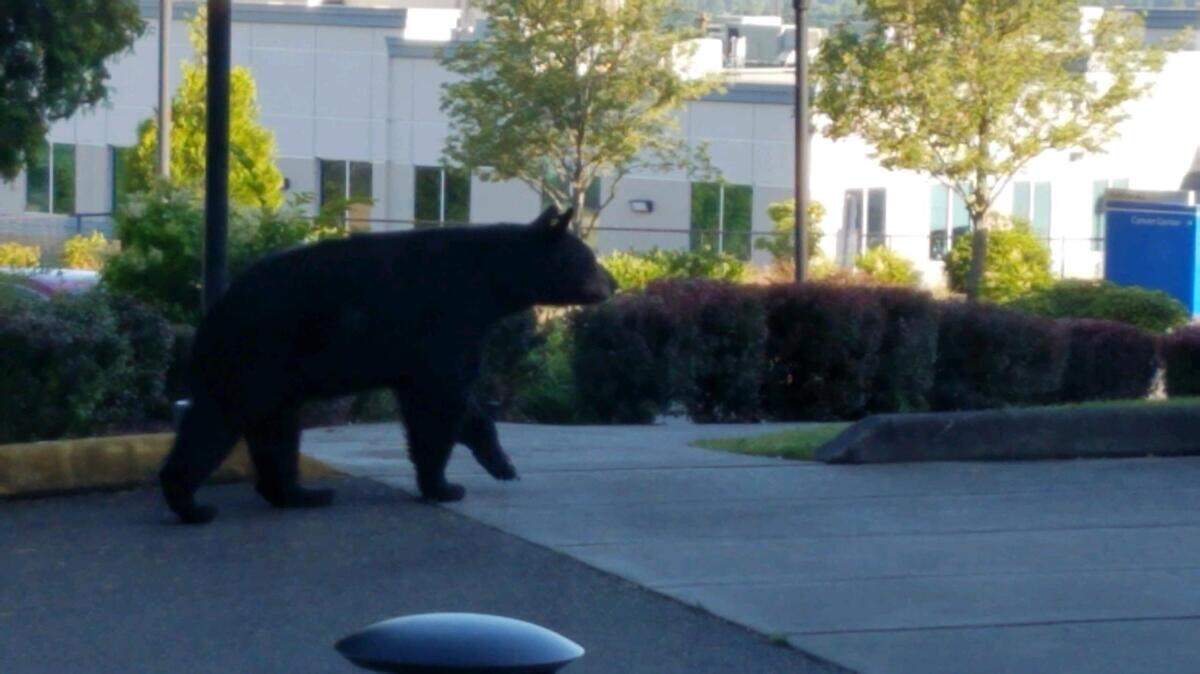 A bear was spotted roaming the Good Samaritan Hospital campus the morning of July 3, 2018.
