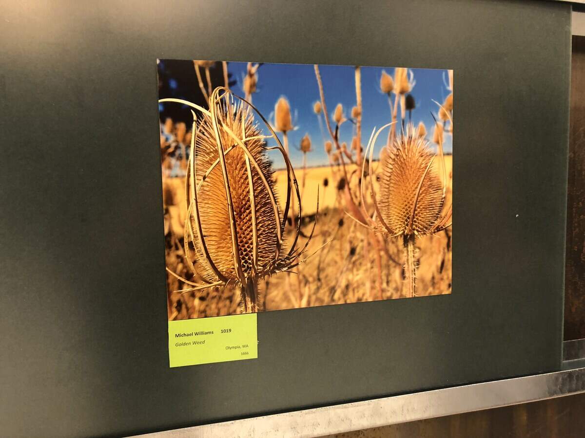 Mike Williams, 16, took “Golden Wheat” while he was visiting his grandparents in Idaho. The piece was selected to be part of the Washington State Fair’s photo contest.
