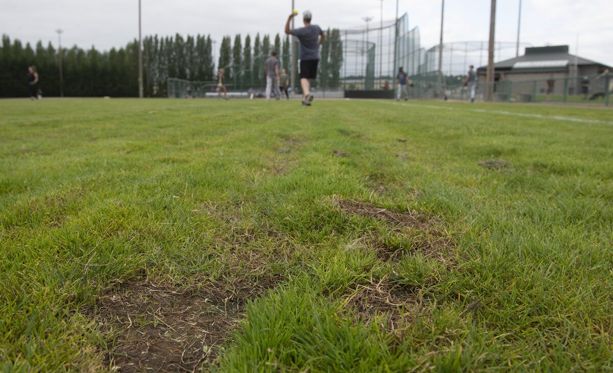 Torn and uneven outfield grass at Puyallup Recreation Center on Valley Avenue on Thursday, July 19.