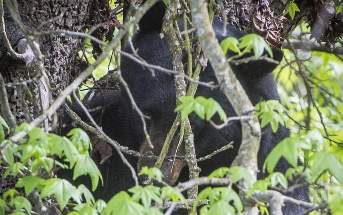 A black bear was treed and tranquilized after wandering through neighborhoods in Lakewood last month. A black bear appeared multiple times in the Crystal Ridge and Manorwood neighborhoods in Puyallup last month, and the Puyallup Police Department took to Facebook to address the issue.