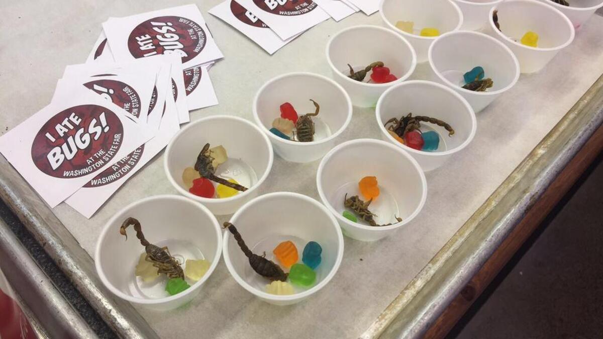 Manchurian scorpions lie alongside gummy bears at the Washington State Fair’s Fresh Burgers and Exotic Meats stand. The gummy bears are meant to be eaten after the scorpion, to leave “sweetness” in the mouth.