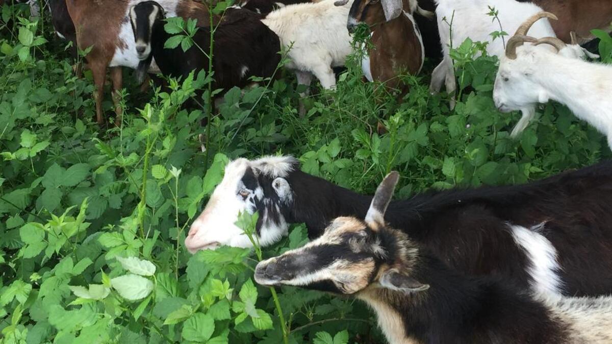 Goats from Rent-A-Ruminant munch away on vegetation in Bradley Lake Park in Puyallup. Goats are able to reach and clear spaces that humans cannot — an environmentally-friendly alternative to machinery and pesticides.