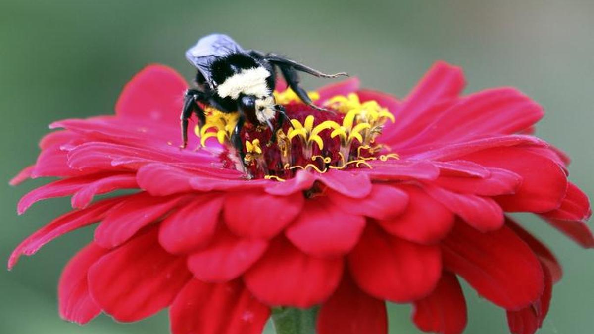 A bee lands on and pollinates a Giant Zinnia last year at Puyallup United Methodist Church garden.
