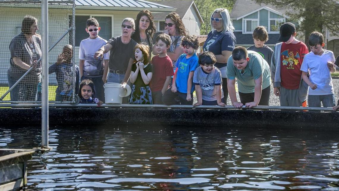 Lourie Buskola, with the the Washington State Dept. of Fish and Wildlife, talks to a class from Shining Mountain Elementary School in Spanaway about raising Rainbow Trout earlier this year. Buskola, who works at the historic Puyallup hatchery, said she momentarily stopped her fish feeding because she enjoys talking to kids. The Puyallup Historical Hatchery Foundation will present the third annual Salmon Homecoming on Saturday (Oct. 1).