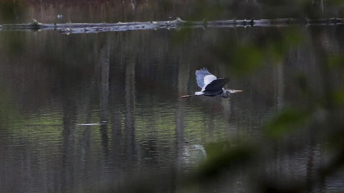 A blue heron flies over Dead Man’s Pond in Puyallup. The city of Puyallup completed a $366,000 purchase of a 5-acre parcel of land on Dead Man’s Pond from Forterra, a conservation nonprofit.