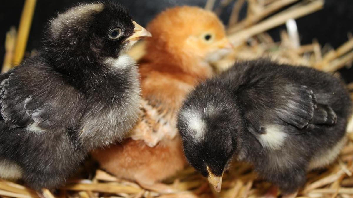 On opening day, March 24, at the new Puyallup store, Wilco will have about 500 baby chicks in stock for purchase.