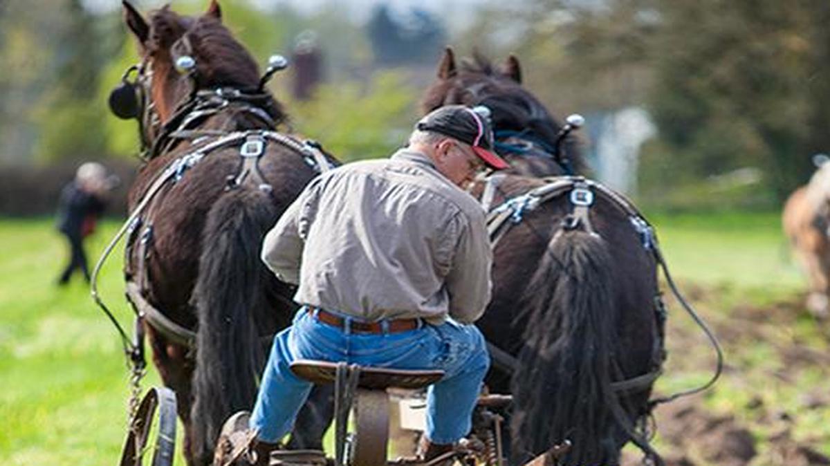 Mother Earth Farm’s annual Draft Horse Plow event will turn back time to the earlier days of farming at EFN’s Mother Earth Farm. Attendees are invited to see skilled horse drivers guide their animals through the soil and watch the antique tractors in action as they plow the fields in preparation for growing 100,000 pounds of organic produce.